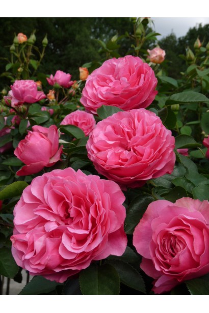 Троянда Леонардо да Вінчі - махрові рожеві бутони